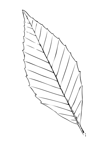 Beech Tree Leaf Coloring Page